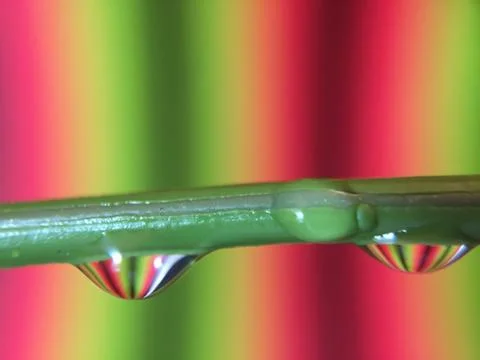 Water Drops Stock Photos