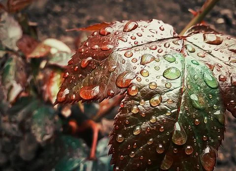 Water drops Stock Photos
