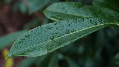 Water drops. Stock Photos