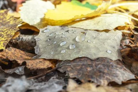 Water drops. Stock Photos