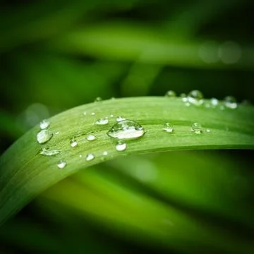 Water drops Stock Photos