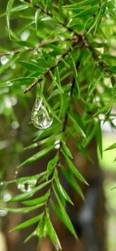 Water drops Stock Photos