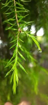 Water drops Stock Photos