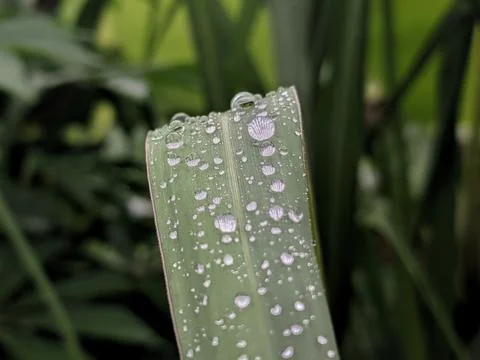 Water drops Foto stock