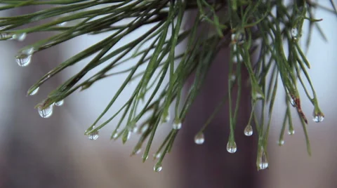 Water drops on pine needles 库存影片 54854171