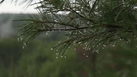 Water drops on pine needles Stock Footage 100137946