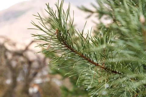 Water drops on pine needles 库存照片