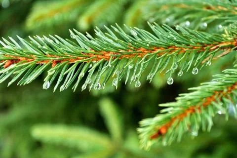 Water drops on a pine 스톡 사진
