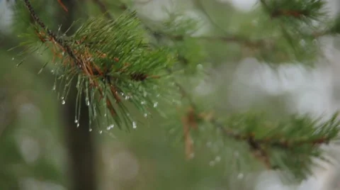 Water drops on pine tree needles Vídeos de archivo 58814437