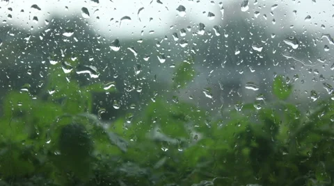 Water drops, plants outside Stock Footage 51242781