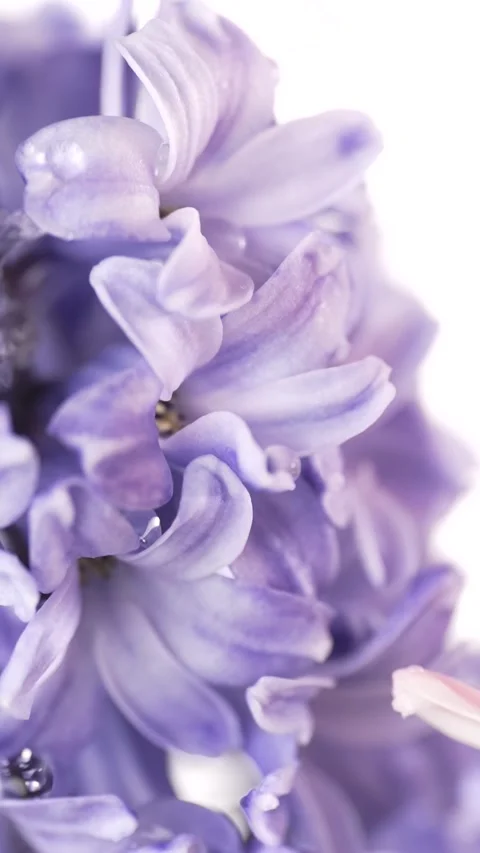 Water drops pouring on a spring lilac flower hyacinth. Spring background. Stock Footage 303907351