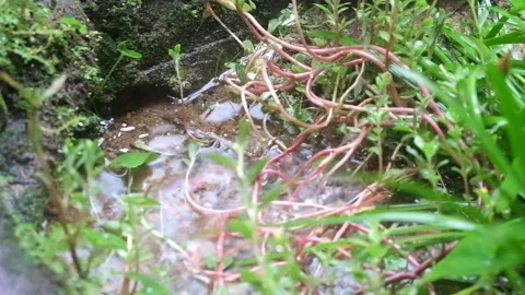 Water drops in puddles Stock Footage 219647595
