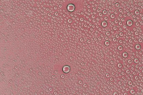 Water drops on red background Stock Photos