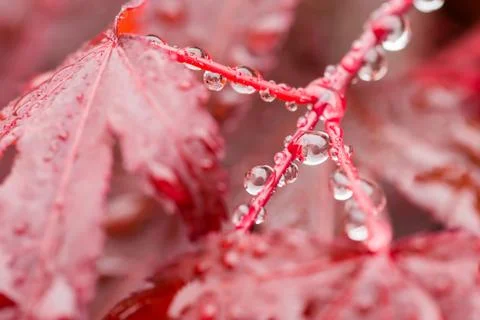 Water drops on red mapple leaf Stock Photos
