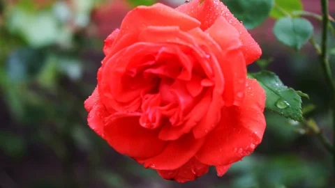 Water drops on a red rose and green leaves Stock Footage 111357141