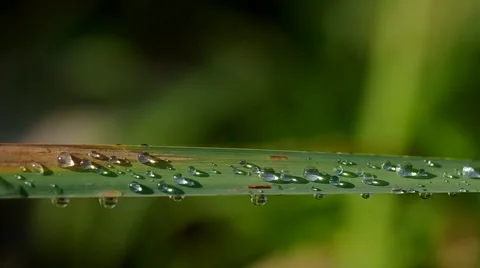 Water drops on reeds Stock Footage 55219963