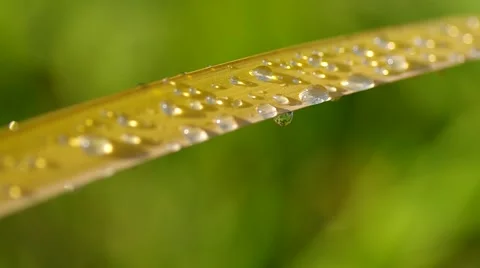 Water drops on reeds Stock Footage 55220104