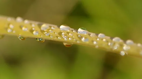 Water drops on reeds Stock Footage 55220164