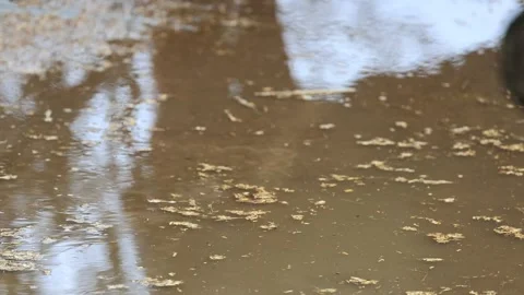 Water drops, reflection of a horse in a puddle on a rainy day Stock Footage 270943220