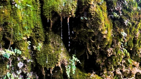 Water drops of river waterfall in slow motion sliding on moss Stock Footage 124389169