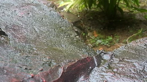 Water drops on the rocks 02 Stock Footage 219647597