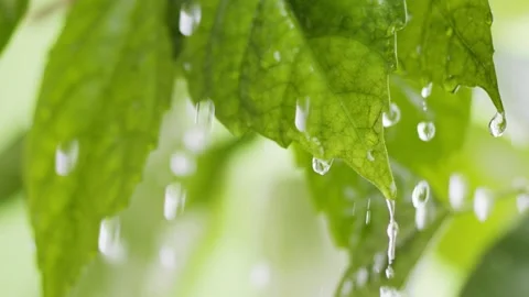 Water drops roll down green fresh leaves and fall down. Nature in the rain. Wet 스톡 동영상 154473846