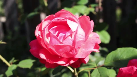 Water Drops On The Rose Stock-Footage 61345430