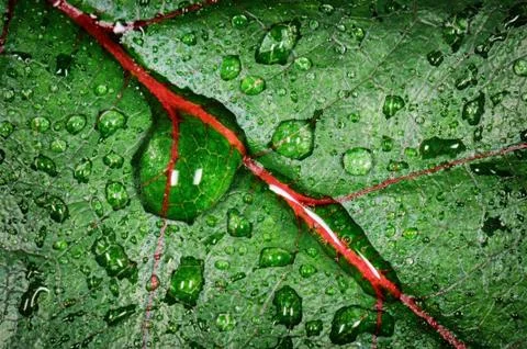 Water drops on rose leaf Stock Photos