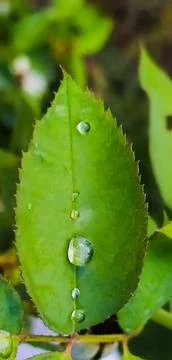 Water drops on rose leaf Stock Photos