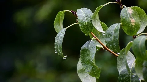 Water drops running through green leaves Видео 116109748