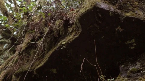 Water Drops slowly fall off mossy rock Stock Footage