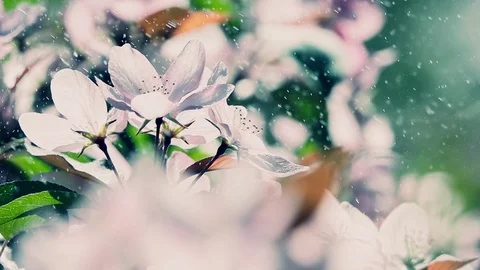 Water drops like snowflakes falling on white apple flowers in slow motion Vidéo 123427015