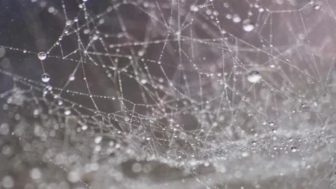 Water drops on spider web Cinemagraph nature background Stock Footage 144994523