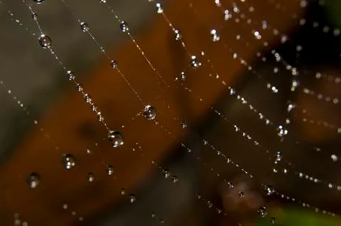 Water drops on spider web Stock Photos