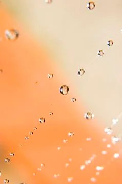 Water drops on spider web Stock Photos