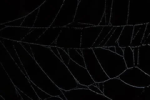 Water drops on the spider web. Stock Photos