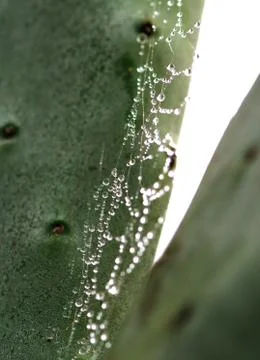 Water Drops on Spider Web Stock Photos