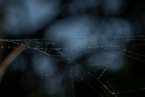 Water drops on the spider web. Stock Photos