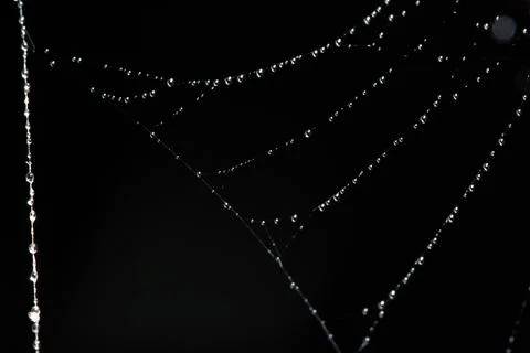 Water drops on the spider web. Stock Photos