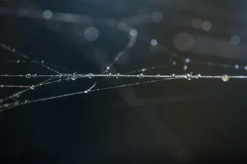 Water drops on the spider web. Stock Photos