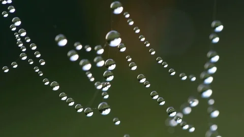 Water drops on spider web swaying on the wind Video stock 79726054
