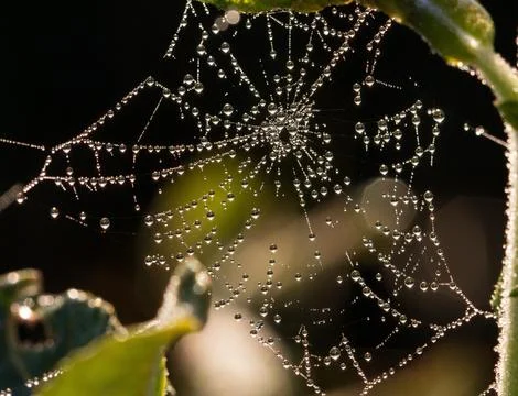 Water Drops on Spider Web Under Leaf Stock Photos