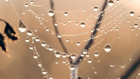 Water drops on the spiders web close up. Video stock 106258687