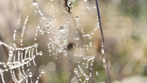 Water drops on the spiders web close up. Video stock 106258888