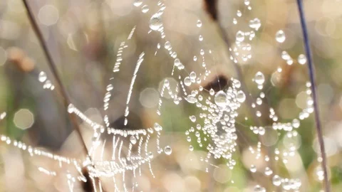 Water drops on the spiders web close up. Stock-Footage 106258926
