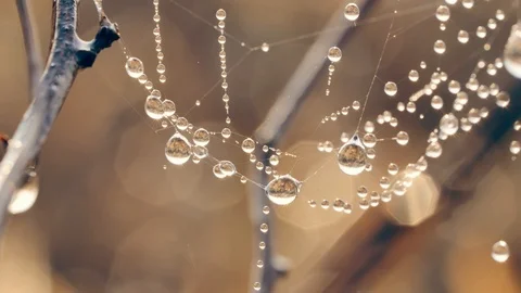 Water drops on the spiders web close up. Vidéo 106259334