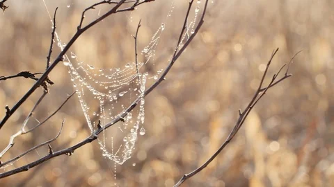 Water drops on the spiders web close up. Stock Footage 106259509