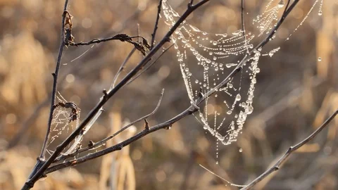 Water drops on the spiders web close up. Stock-Footage 106259575