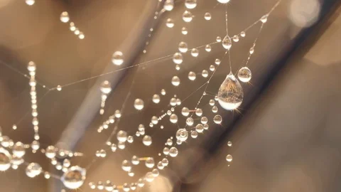 Water drops on the spiders web close up. Vídeos de archivo 106259647