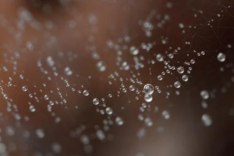 Water drops in a spider's web Stock Photos